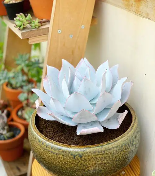 Best White Succulents