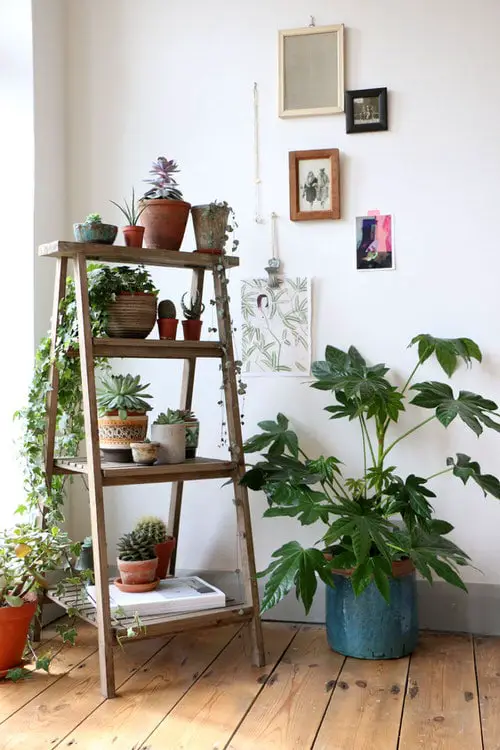 Plants on Wooden Ladder