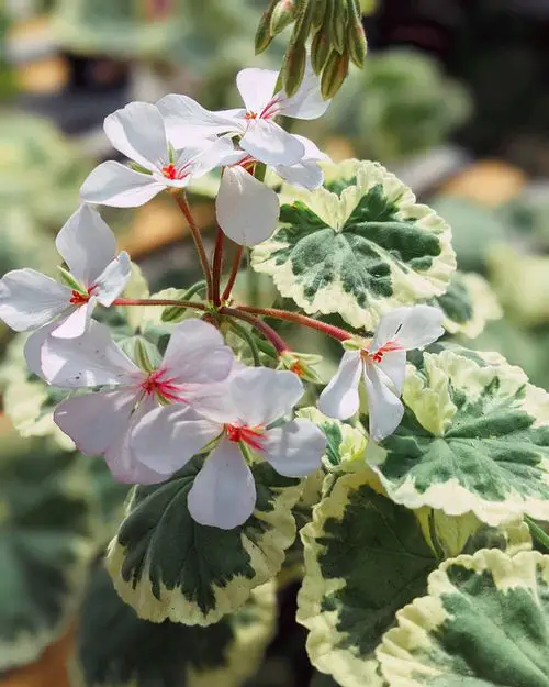 Elegantest Variety of Geraniums