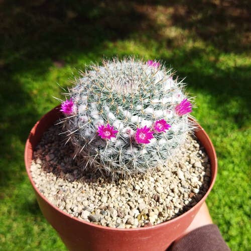 Flowers that Start with O 19