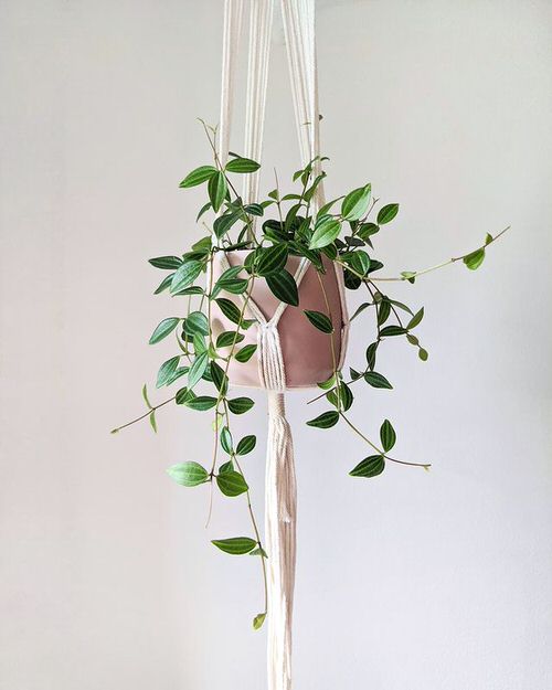 The best varieties of Peregrina for indoor gardens
