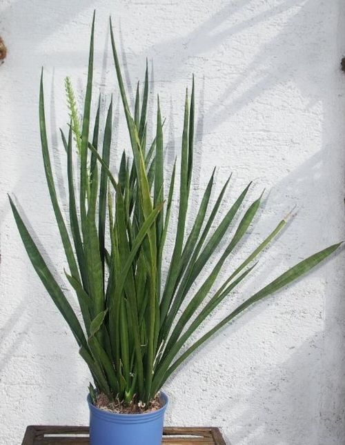 Types of Snake Plant-Sansevieria burmanica