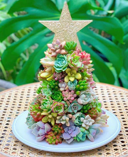 Thrifty Succulents on a Table Top