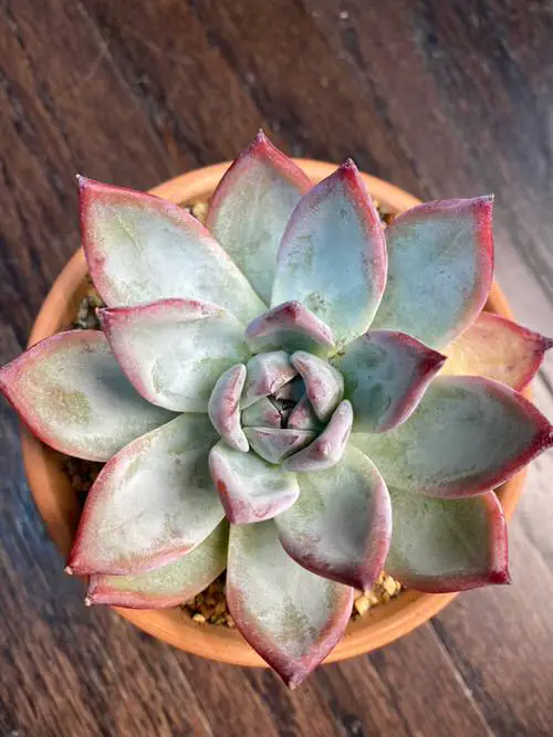 top White Succulents You Can Grow