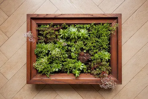 Plants in Frame