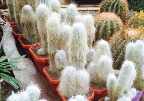 top Cacti & Succulent Lovers: Unusual & Seldom Found Cactus Plants to Grow