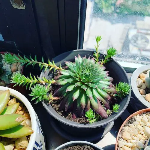 Hens and Chicks Varieties 28
