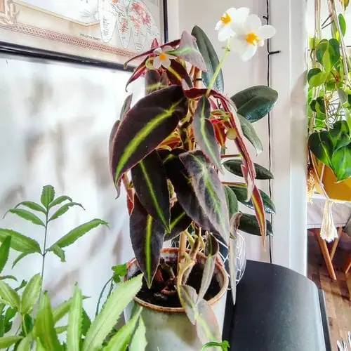 best The Strangest and Most Unusual Leaves on Houseplants