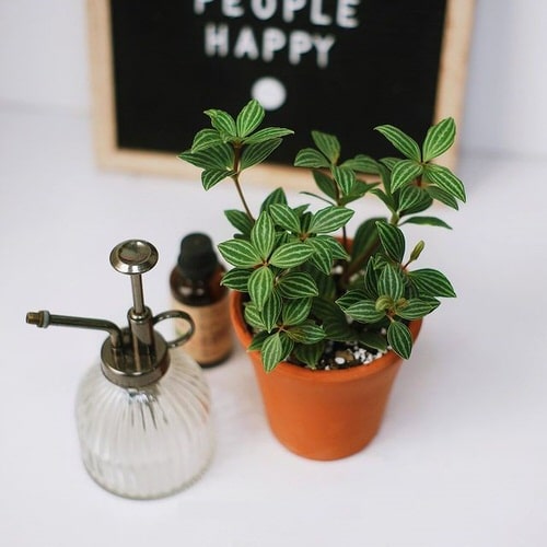 Top best Peperomia Types