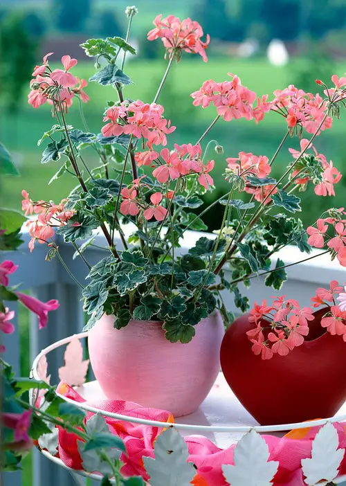 best Fanciest Types of Geraniums