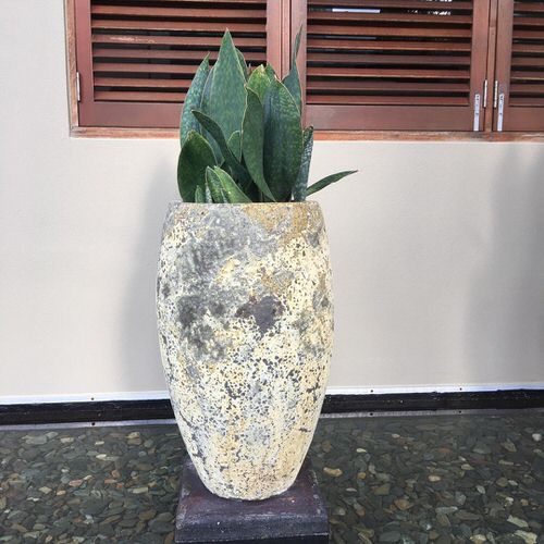 Types of Snake Plant- Sansevieria liberica