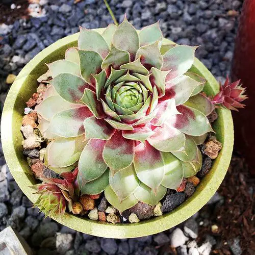 Types of Sempervivums 15