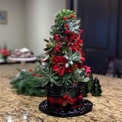 Succulent Christmas The Magician's Hat