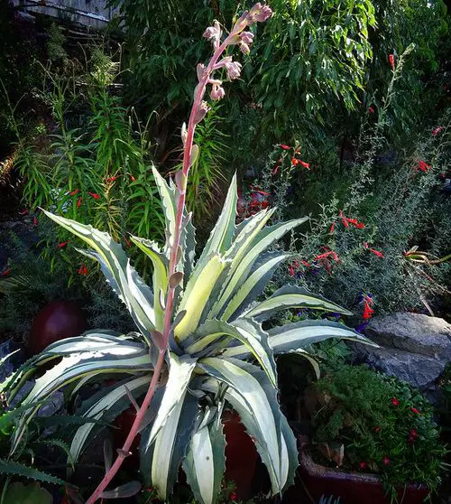 top best White Succulents You Can Grow