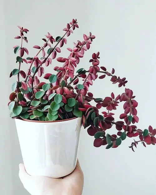  Best Peperomia Types