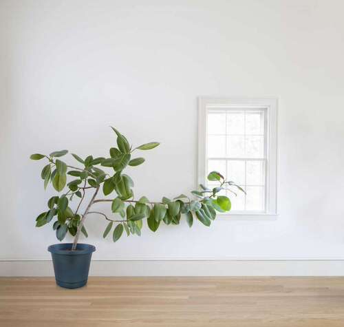 Signs that Indicate Your Indoor Plants Need More Sunlight