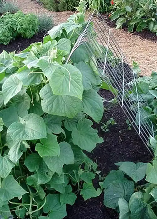 Steel Wires Trellis