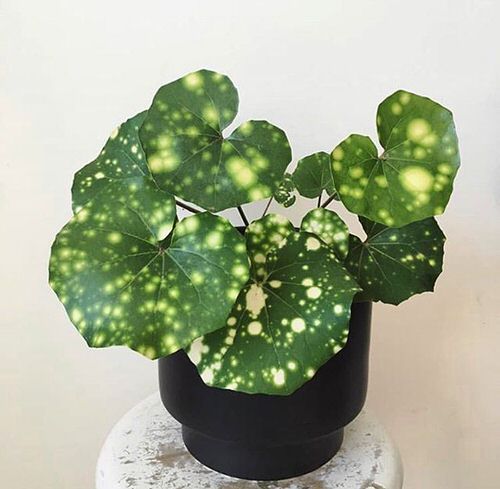 The Strangest and Most Unusual Leaves on Houseplants