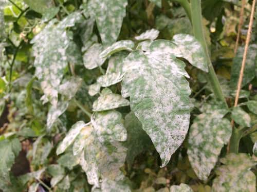 Best Natural Remedy for Powdery Mildew