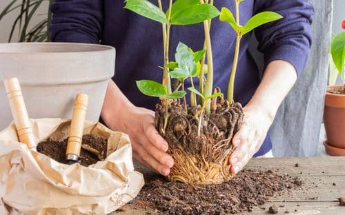 Hacks That Will Bring Back Any Dying Plant to Life Change the Container