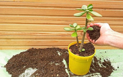Prepare the Potting Mix