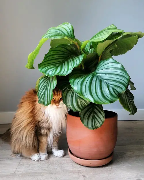 Plants that Look Like Philodendron Birkin