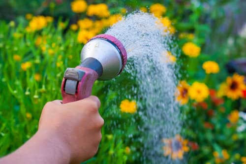 watering to Prevent Slugs and Snails in the Garden 3