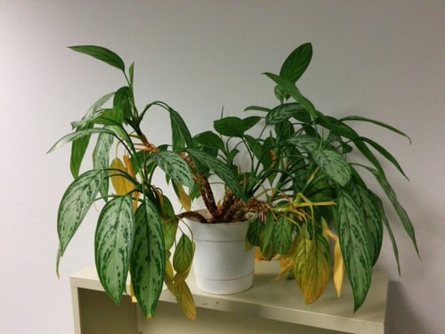 Yellowing of Leaves and Turned Down Tips