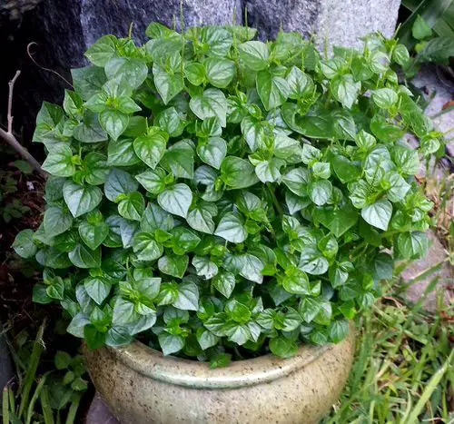 lovely Top Peperomia Types
