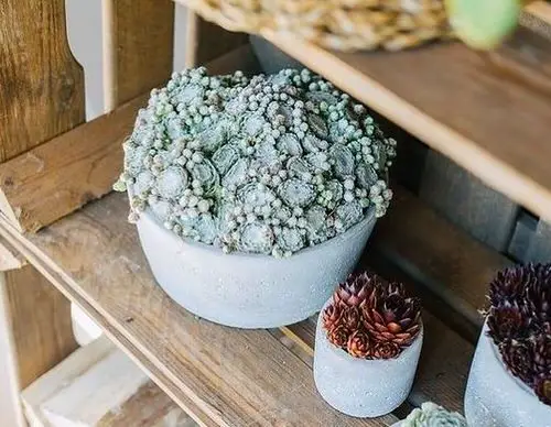 beautiful White Succulents You Can Grow
