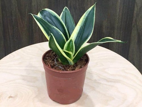 Types of Snake Plant-Sansevieria Jade Marginata