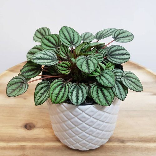 Best Peperomia Types