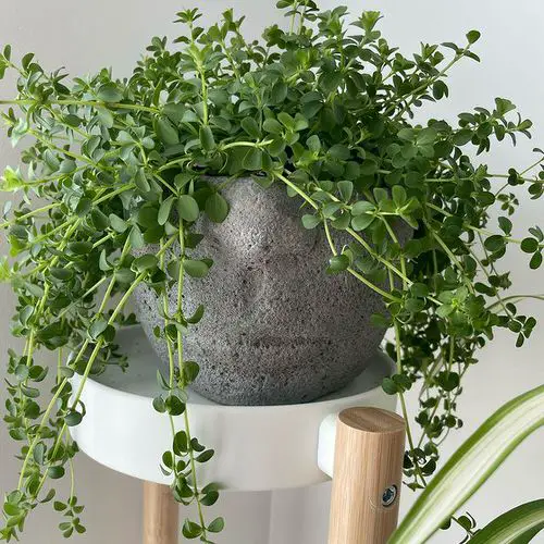 Top Types of Perennials for Indoor Gardens