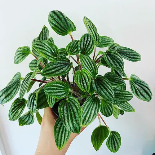 Top Peperomia Varieties for Indoor Gardening