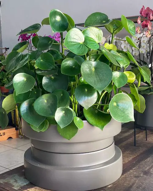 Amazing List of Best Peperomia Types