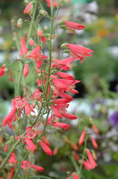 Wonderful Jingle Bell-Shape Flowers
