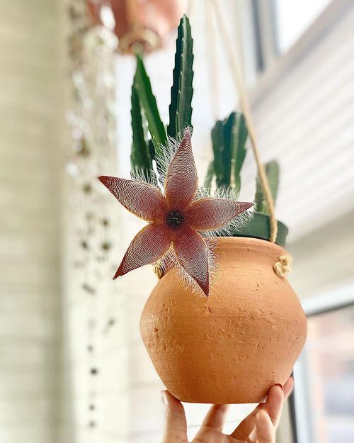 Amazing Houseplants with the Strangest and Most Spectral Leaves