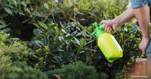 Ant Killer Recipes for the Garden Tea Tree Oil