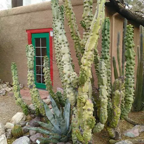 lovely Unique & Rare Cactus Plants to Grow If You Love Cacti & Succulents