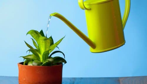 Use Filter Water for Your Plants!
