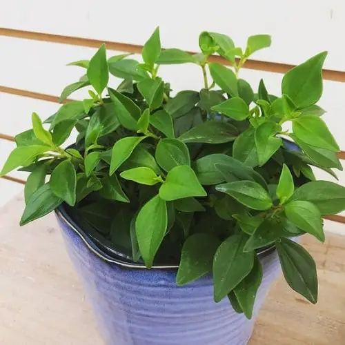 best Peperomia Types