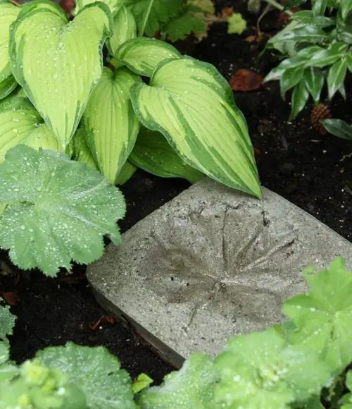 Leaf Imprinted Stepping Stone