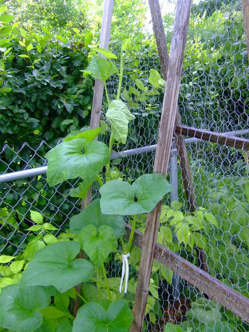 Tall Trellis