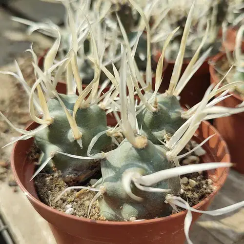 Plants That Are Special & Hard to Find If You Love Succulents & Cacti