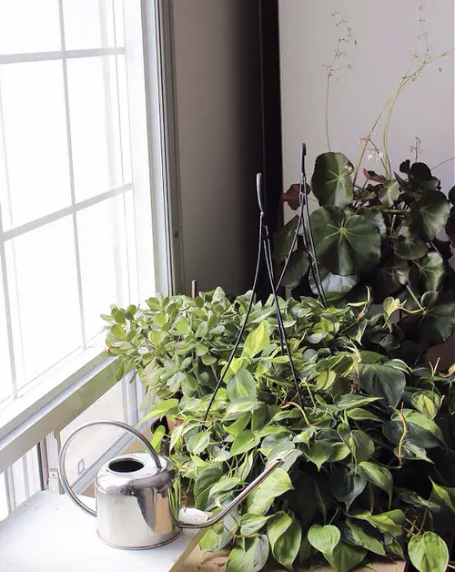 Signs that Indicate Your Indoor Plants