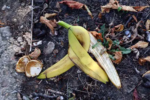 Best Ways to Use Dried Banana Peels as a Fertilizer