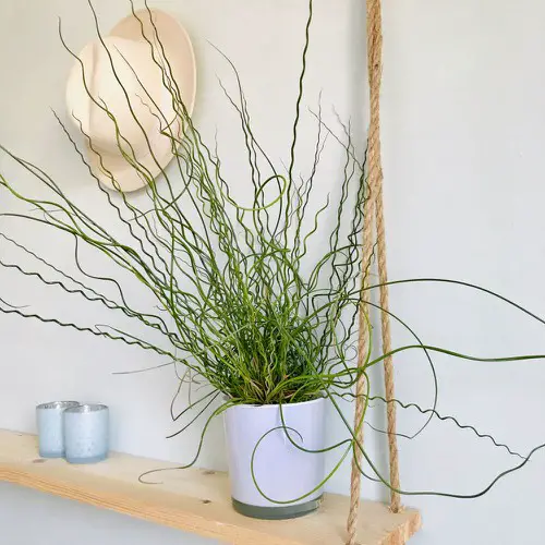 top Houseplants with the Strangest and Most Spectral Leaves