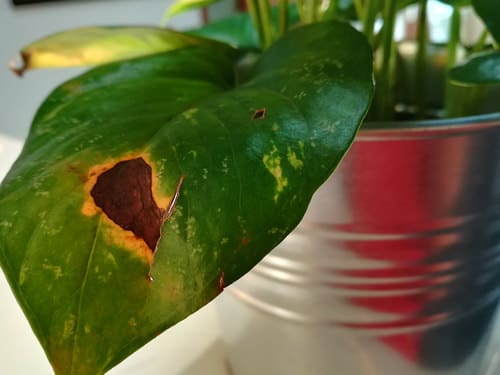 Plants Get Prone to Pests, Diseases, and Frost Damage