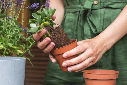 Repotting