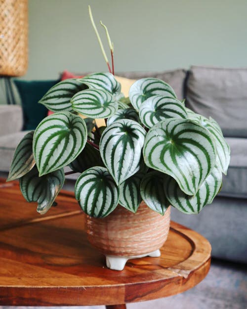 top Plants that Look Like Philodendron Birkin
